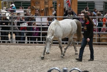 Riding Lessons