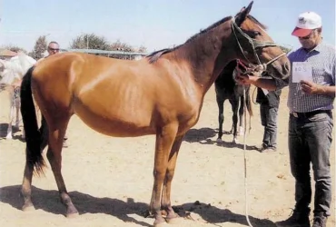 ellhnikos ippos