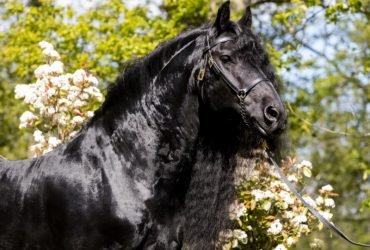 Oλλανδικός επιβήτορας 5 χρονών