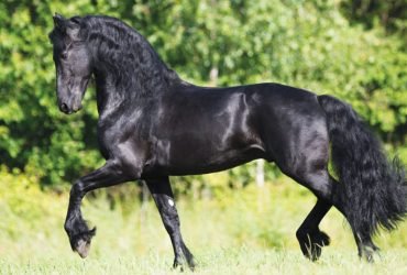 Friesian επιβήτορας 3 ετών (Markus 491)